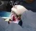 dds-surgery